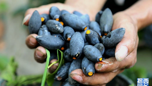 揭西山野的美味-乌橄榄!