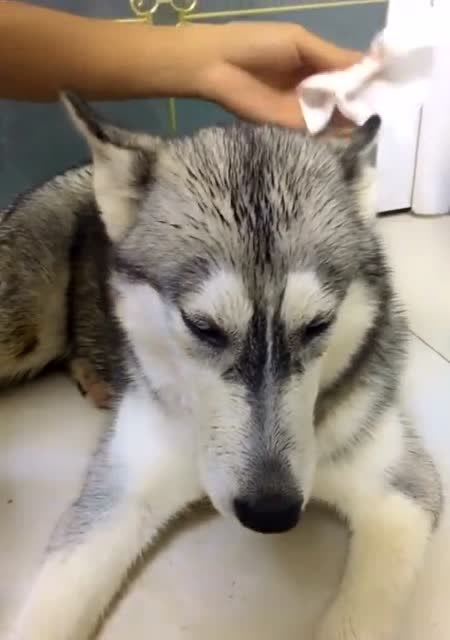 打架输了就哭的二哈,哭的稀里哗啦的,好可怜的样子