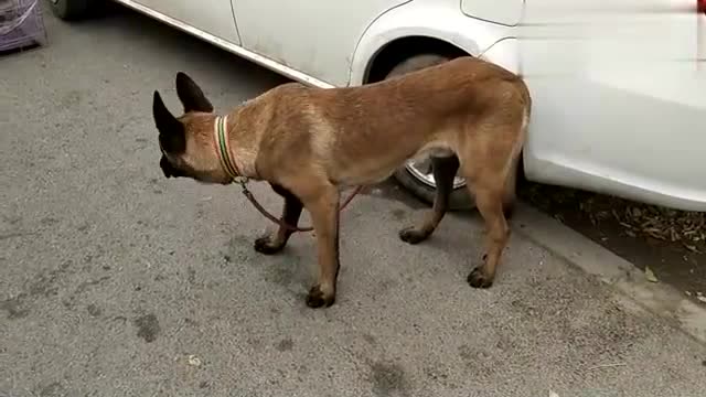 狗市上拍到一条漂亮的马犬,它紧紧地夹着尾巴,似乎比较紧张