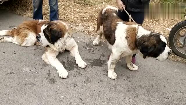 这两条庞大的圣伯纳犬地盘意识较强,它们朝对面的中亚牧羊犬狂吠