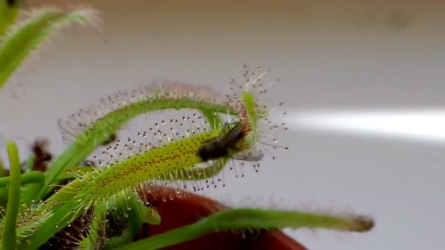 茅膏菜是怎么吃苍蝇的看看这个一切都明白了