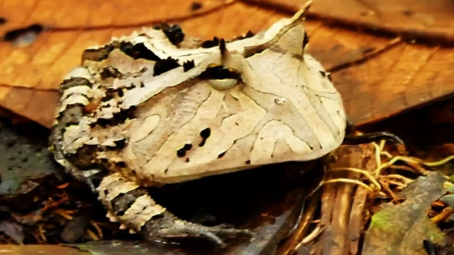 很会伪装的2种动物,其中一种很胆小,"变身"伪装很实用