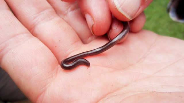 世界上最小的钩盲蛇,身长只有八厘米,网友:这不是蚯蚓吗?