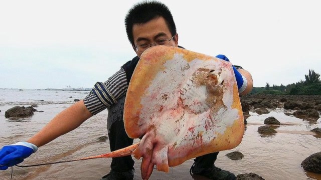 大哥赶海,斗智斗勇终于抓到这条"魔鬼鱼",赶海多年今天太开心!