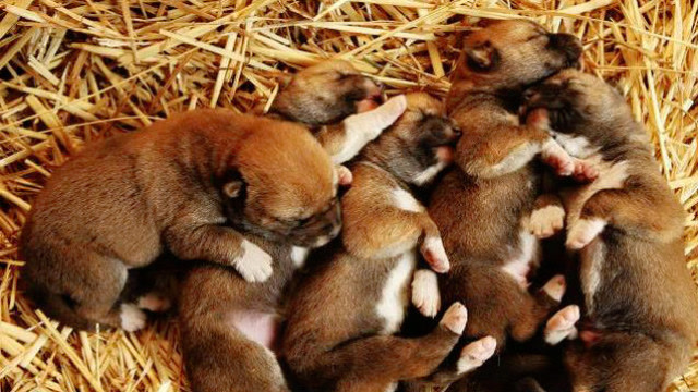 新生的野狗宝宝很可爱,可是在蜜獾眼里,只是一顿午餐而已