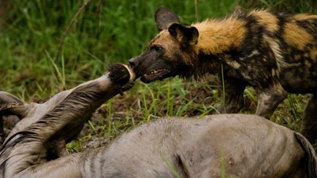 非洲野狗围攻角马,狗多势众还残忍,角马痛到怀疑人生