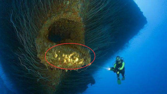 马里亚纳海沟巨型海怪图片