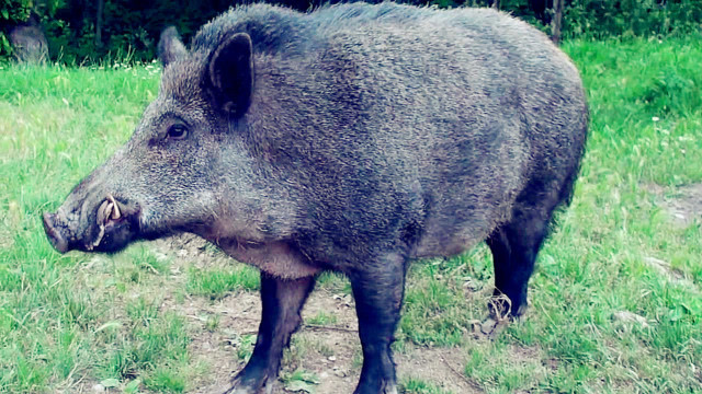 喂食300斤重的大肥野猪,根本不怕生人,光这獠牙就能把人镇住!