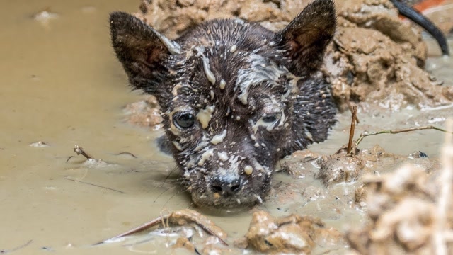 小流浪狗陷入泥潭出不来,在它绝望的那一刻,意外的画面出现了!