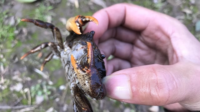 森林小溪抓螃蟹 趣味十足