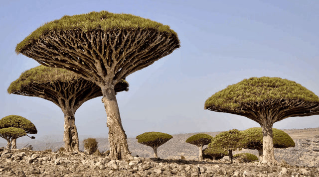 地球上最像外星球的地方,到处都是远古植物,很多人都没见过!