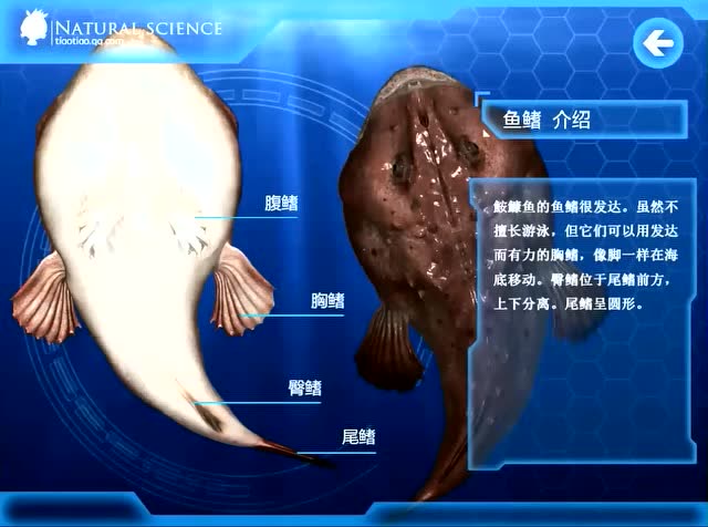 琵琶鱼式,童话,深海_大山谷图库