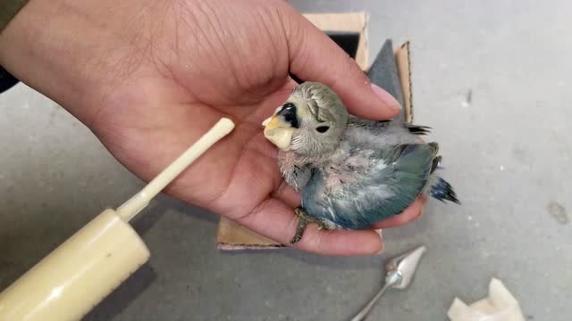 开箱一只紫罗兰鹦鹉雏鸟,今天去车站接回来了,抓紧喂喂,很漂亮