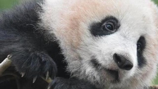 610日龄的熊猫香香好久不见,来看看小公主的螨虫眼好些了吗?