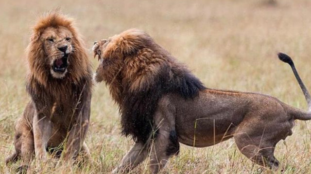 雄狮打架致死,为了王位必须战斗!