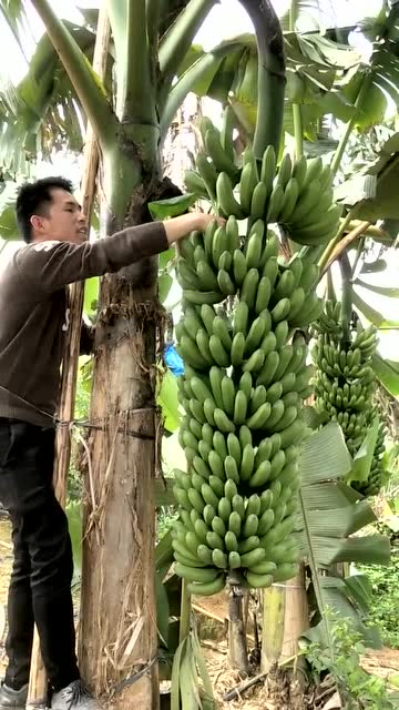 中蕉9号香蕉王反正我是抱不动了