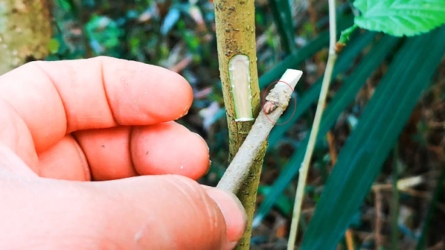 嵌芽接是常用的嫁接方法,带木质嵌芽接还可以这样取芽点