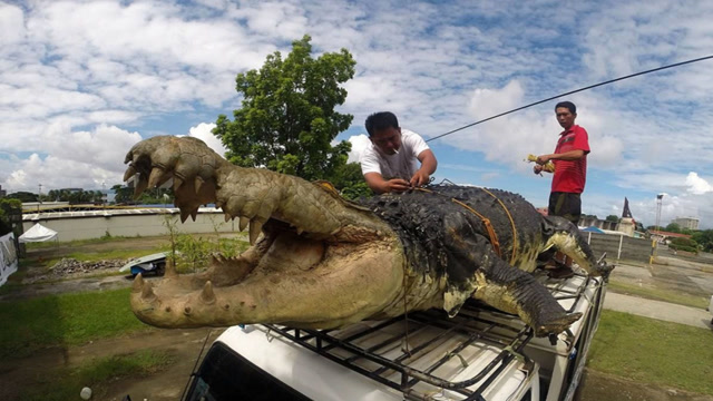 4条有史以来最大的鳄鱼,体长超过2个成年人!