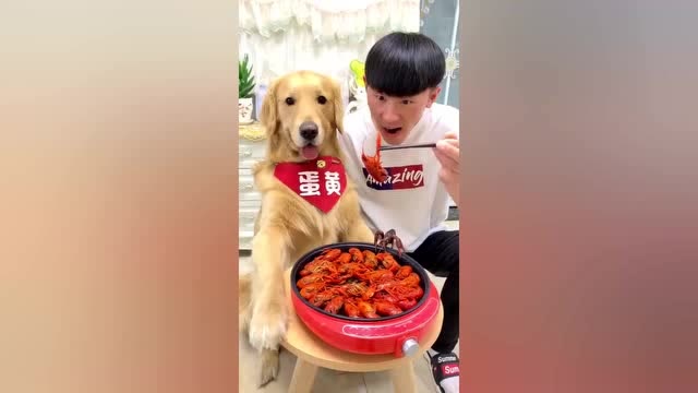 金毛蛋黄做小龙虾吃,它等小龙虾自己下锅!