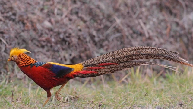 村民抓到一只野生"凤凰",村长赶来一看,顿时脸色大变!