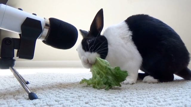 呆萌兔子吃起了青菜,吃东西的瞬间也太可爱了,镜头记录下全过程