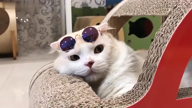 猫咪懒洋洋的趴在"车子里",一脸满足的样子,太幸福了