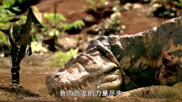 史前的顶级巨兽后鳄兽却沦为了小恐龙的食物