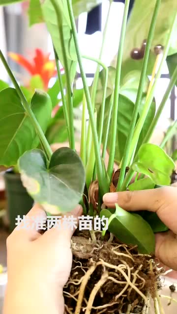 红掌分株繁殖