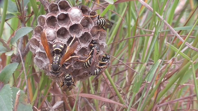 蜂后产卵忙,工蜂围着转