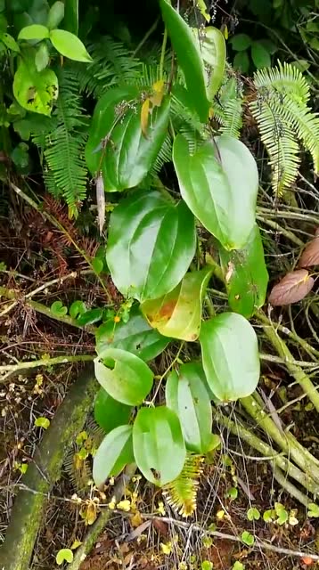 哇好大一棵金刚藤