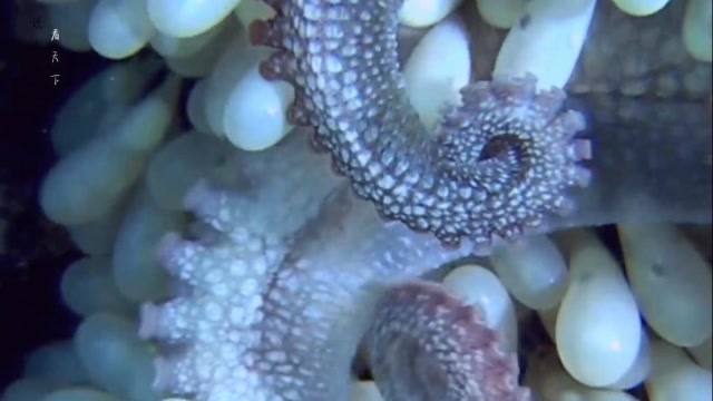 章鱼妈妈生宝宝全过程小章鱼一出生妈妈就立马死亡