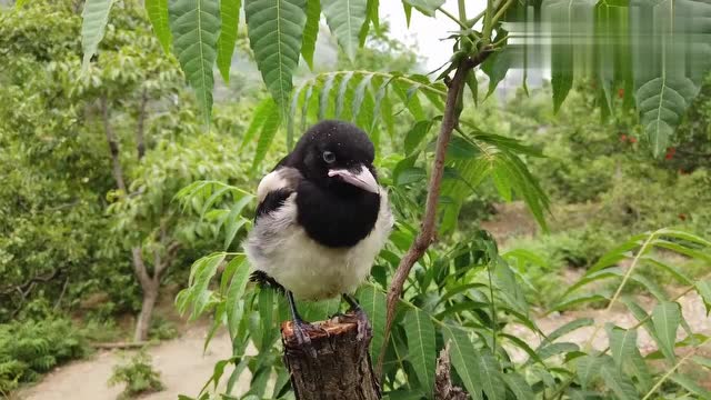 托朋友花190帮忙买的头窝喜鹊,吃完就拉屎,就是一个造粪的机器