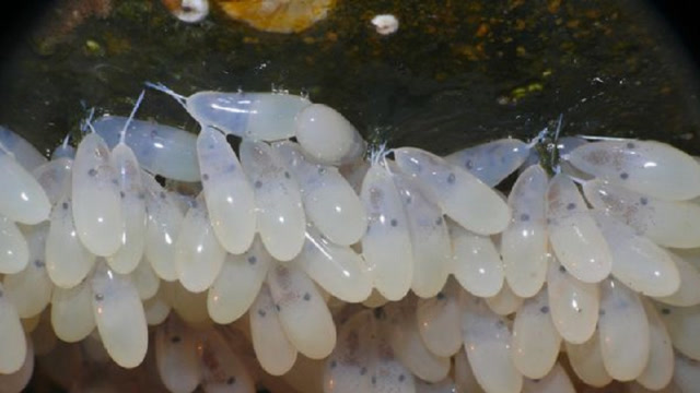 实拍章鱼生宝宝,小章鱼一出生,妈妈就马上死亡,母爱真伟大