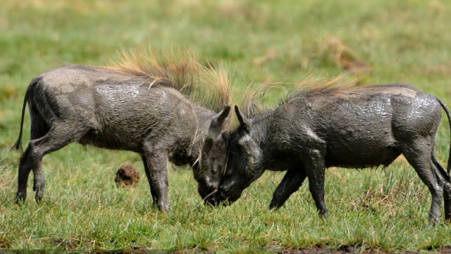 主人好奇心太强把家猪和野猪放在一起,没想到出现了搞笑的一幕