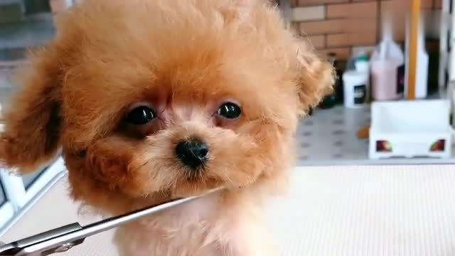 小泰迪坐着理发,乖乖的样子,真是最优雅的狗了!