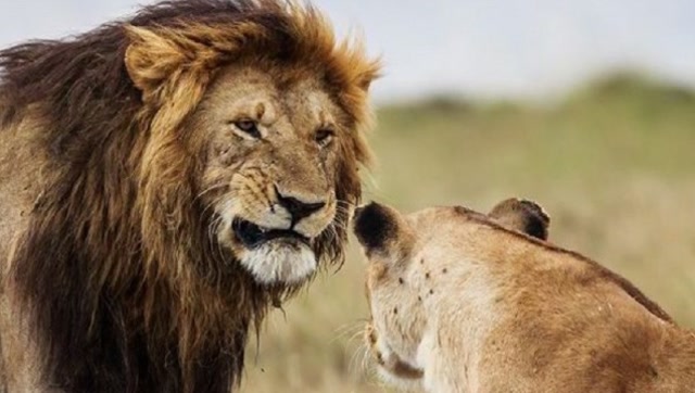 狗群要吃小狮子,母狮子也自身难保,公狮看到后彻底怒了