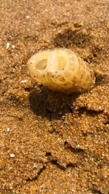 蛏王鼻子真是可爱啊