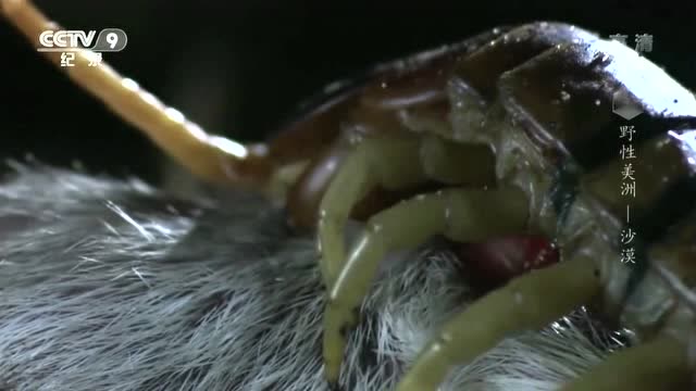 沙漠食蝗鼠智斗大蜈蚣,沙漠里如果不能成为捕食者,就将沦为猎物