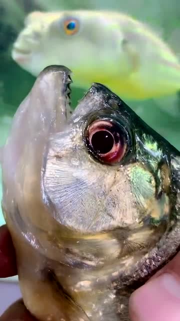 食人鱼对上河豚,接下来的一幕,没想到竟然是这样的