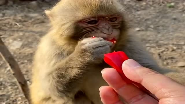 这人心眼真坏,拿辣椒给猴子,吃上一口瞬间上头啊!