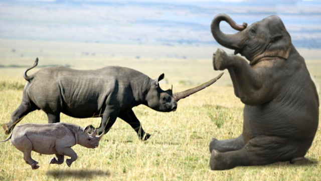 5吨犀牛大战5.5吨大象,场面几度失控,镜头记录惊险全过程!