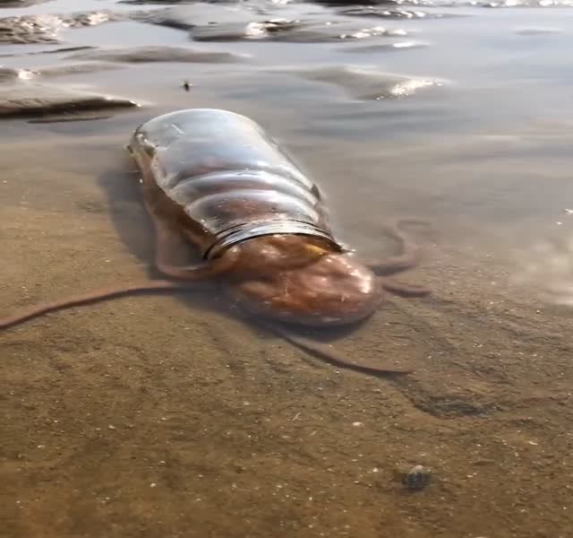 章鱼哥钻瓶子真快,一不留神就钻进瓶子了