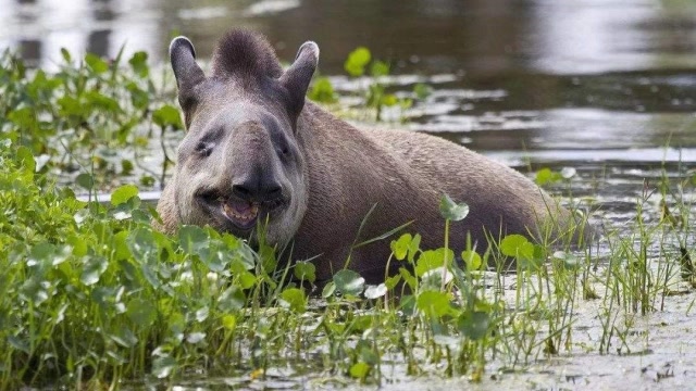 传说中的食梦兽长这样,它的鼻子是小猪佩奇的原型