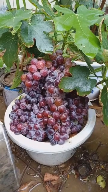 在家盆栽种植葡萄.