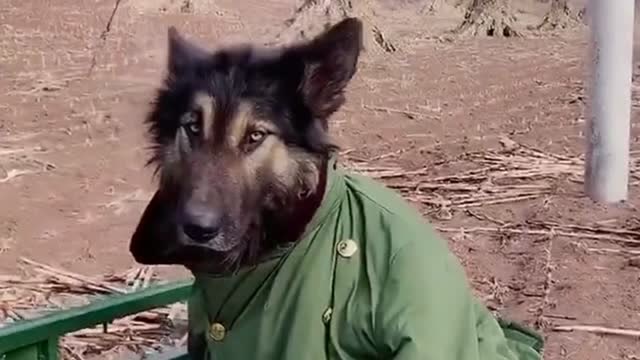 给狗子穿上了军大衣,逐渐东北化连口音都被拐跑了,有那个味了啊!