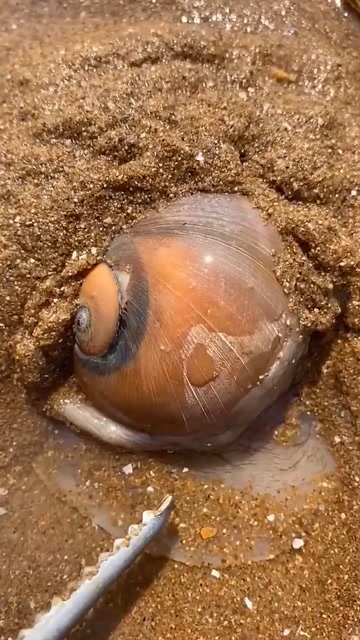 海南的大蜗牛图片