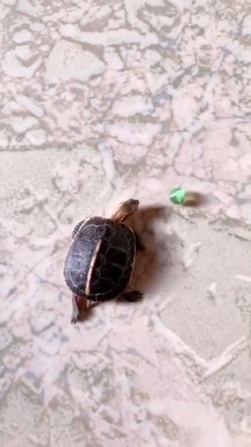 王八看绿豆,这玩的太兴奋了!