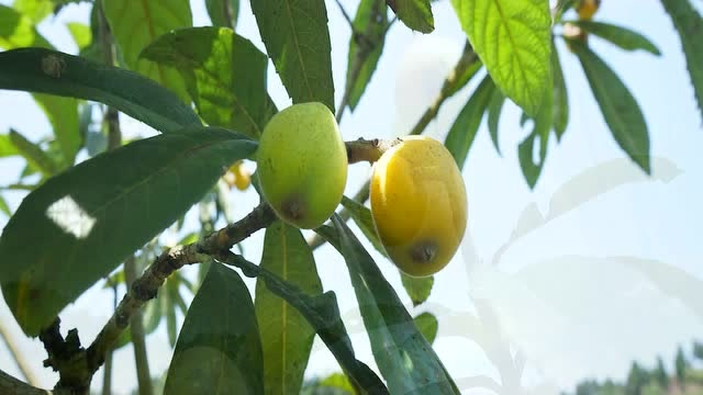 合川古楼净果枇杷园