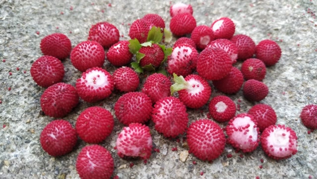 《蛇莓》被蛇撒了尿的果子,苗藤是中药,色泽诱人果子有小毒