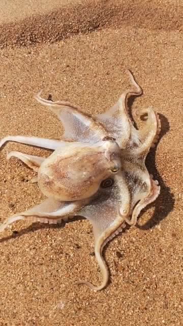 大海刚刚落潮,表哥急忙跑过去,收获一只彩色皮皮虾